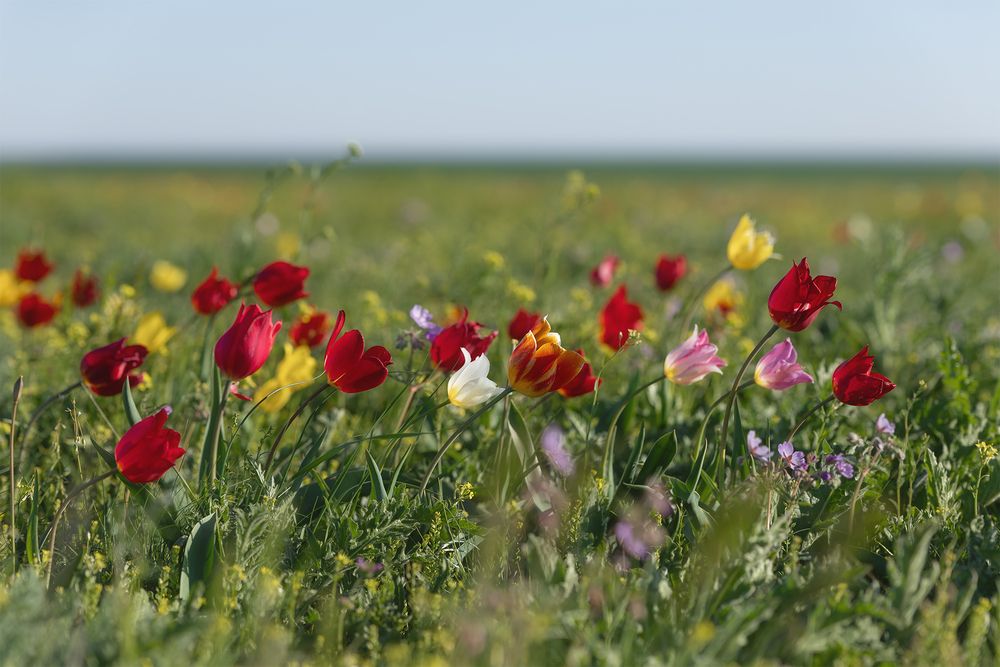 Photograph by Романова Екатерина