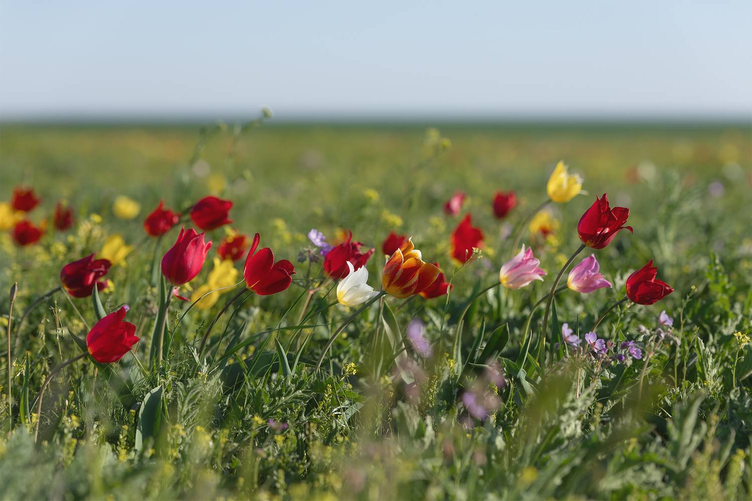 Фотография #13433474