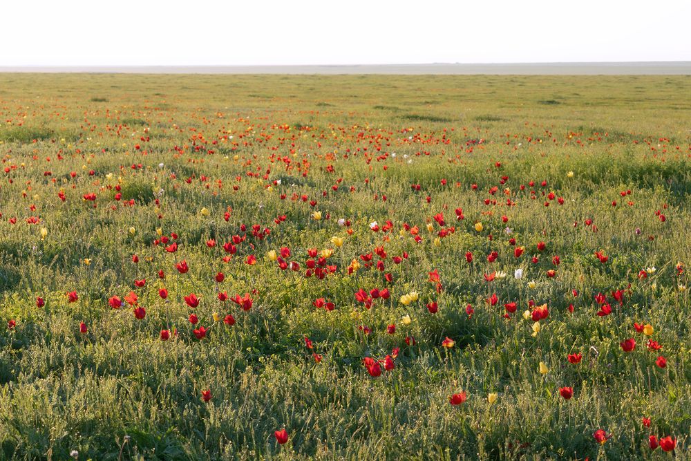 Photograph by Романова Екатерина