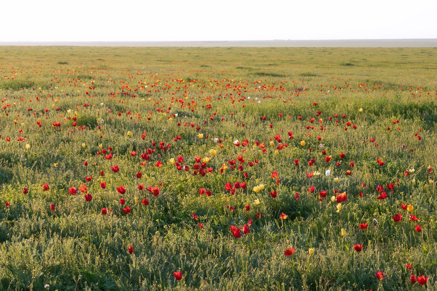 Фотография #13433481