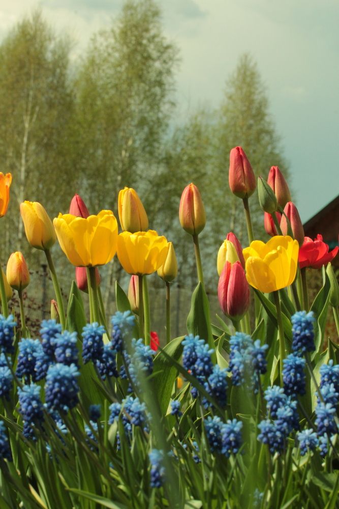 Природная грация