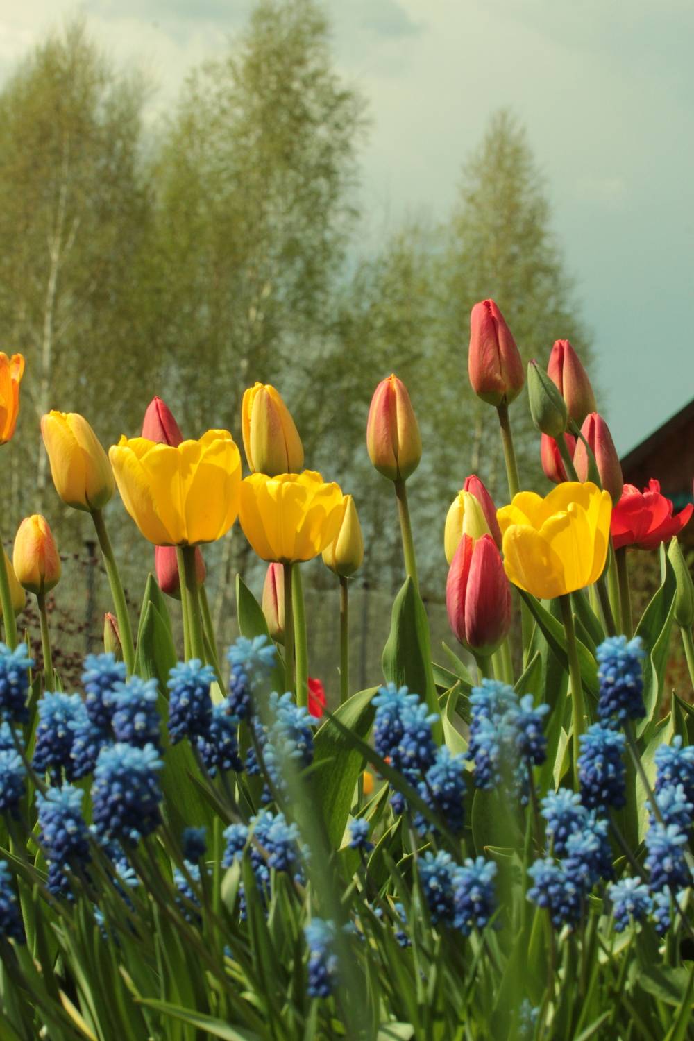 Природная грация