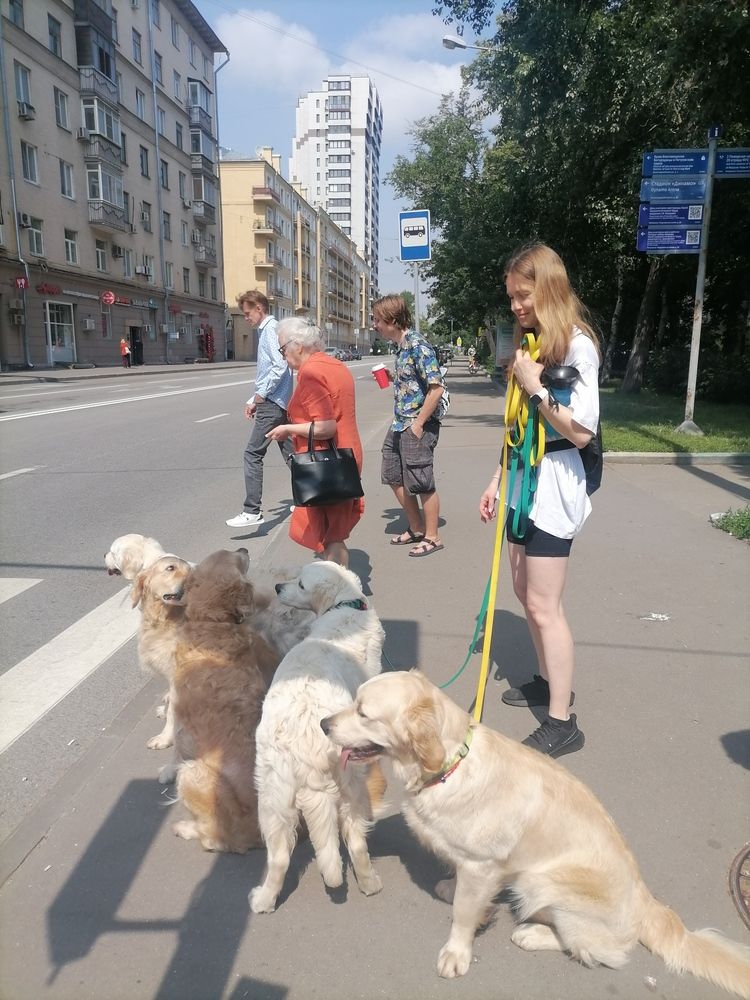 Необычная семья с собачками.