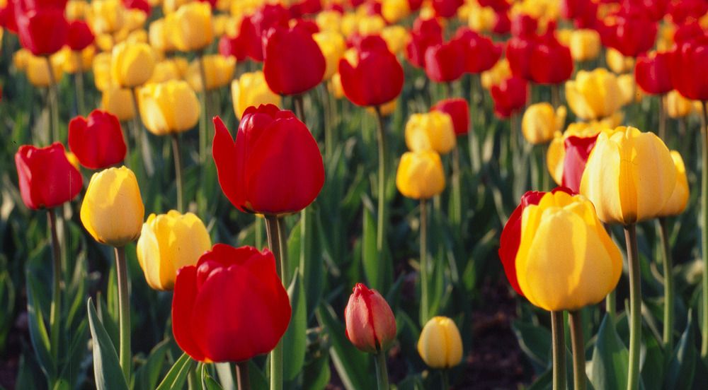 Photograph by Александр Поляков