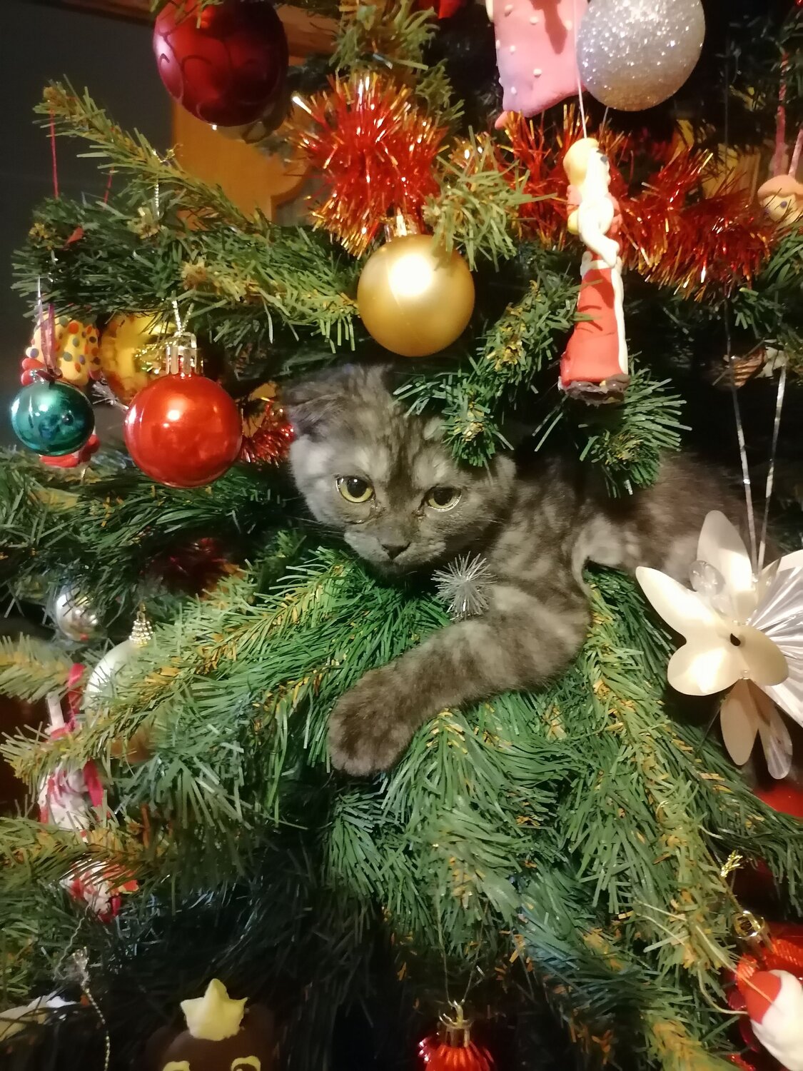 Кошка Мурка.