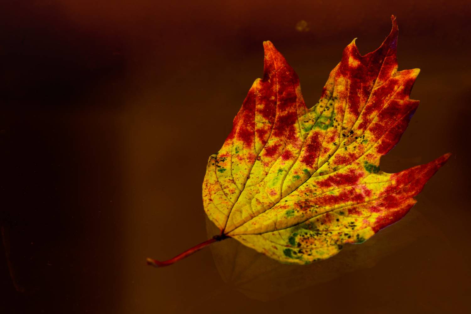 Фотография #13433783