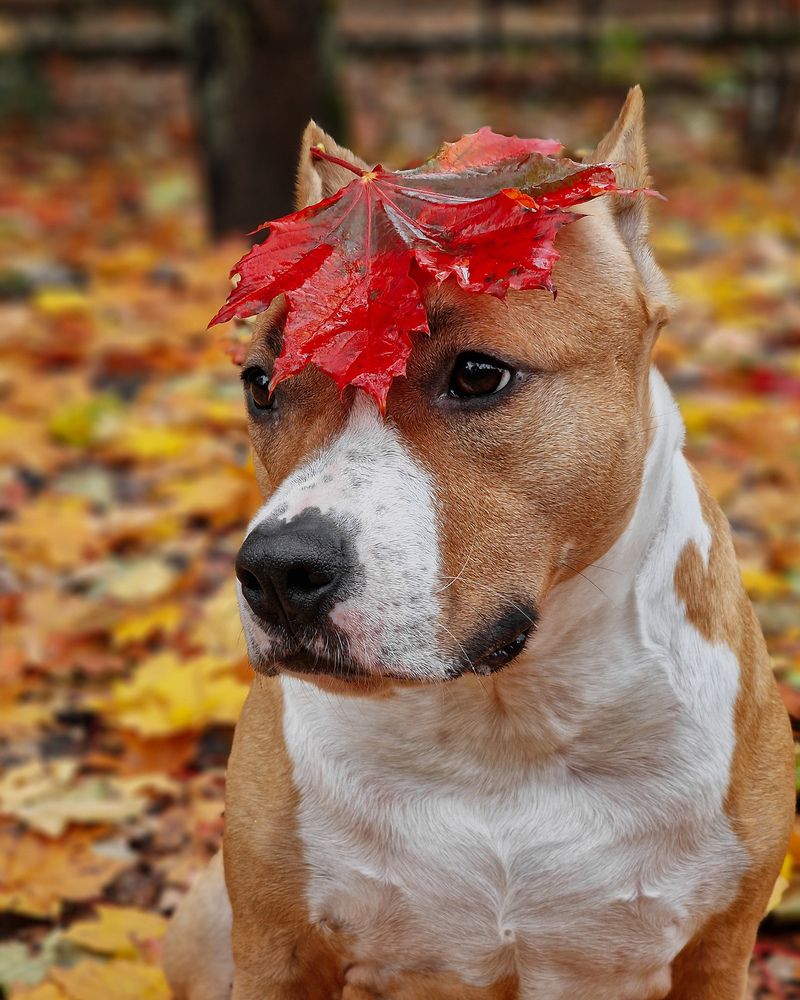 Всё дело в шляпке