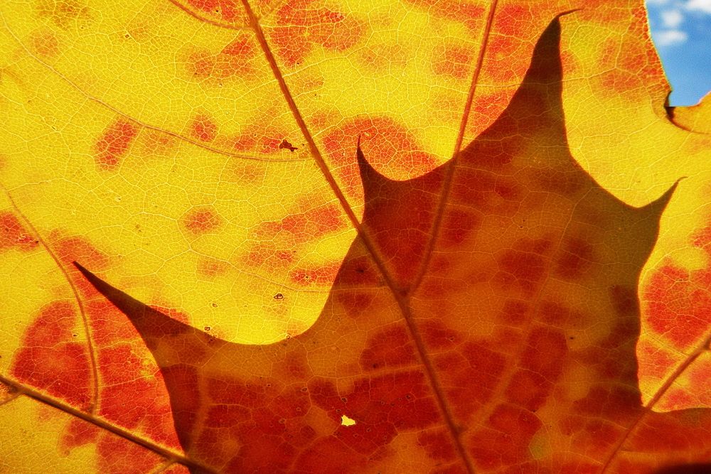 Фотография автора Александр Челмодеев