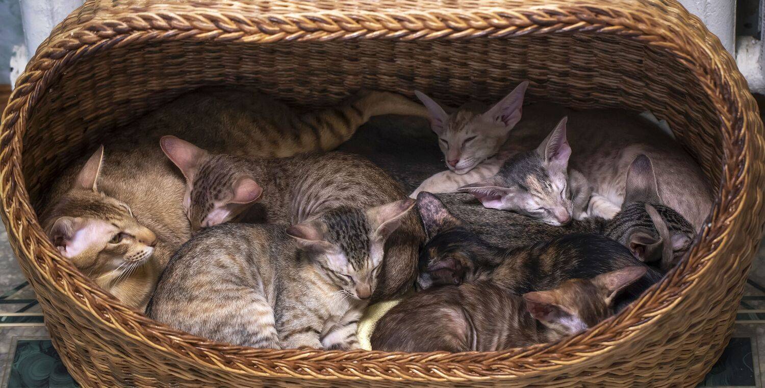 Фотография #13434210