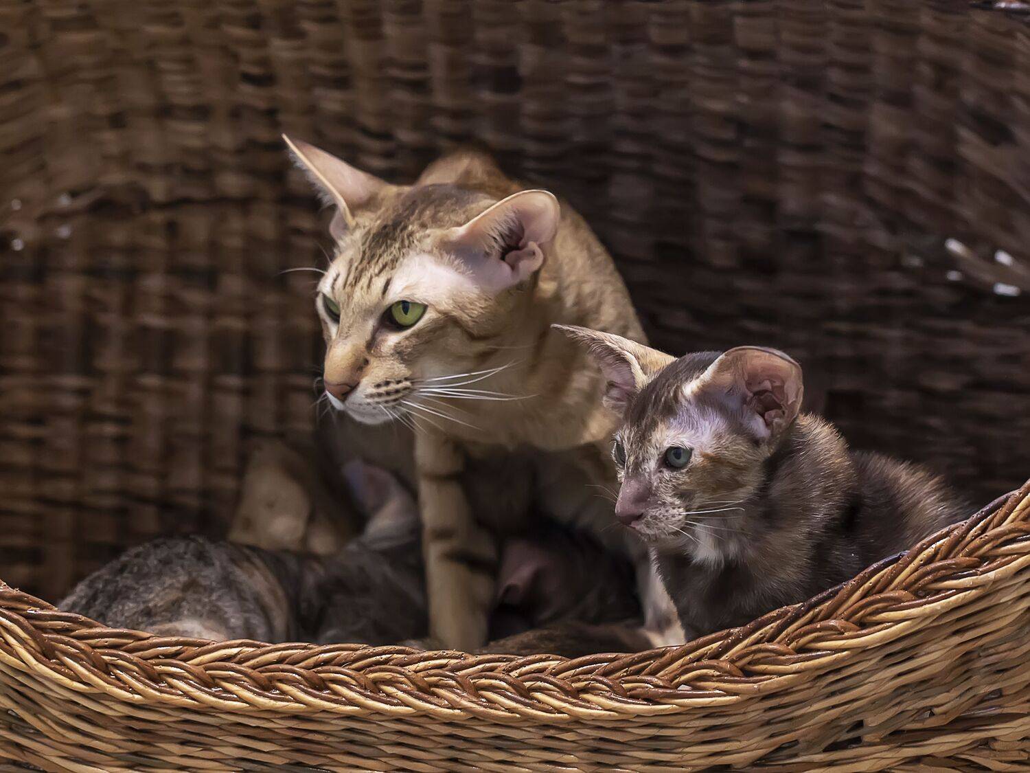 Фотография #13434232