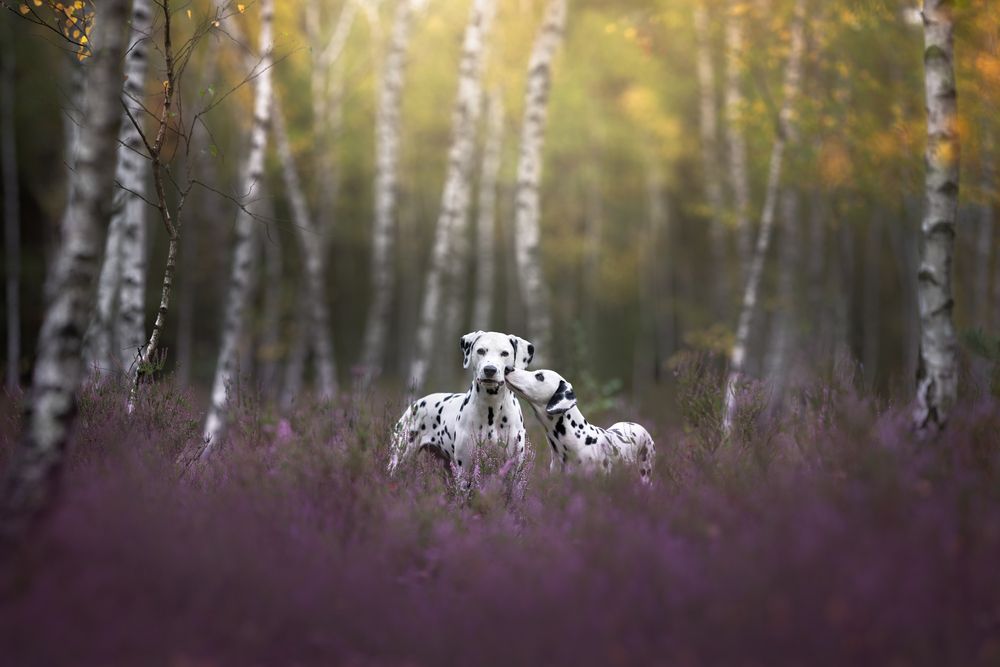 Photograph by Izabela Lyson