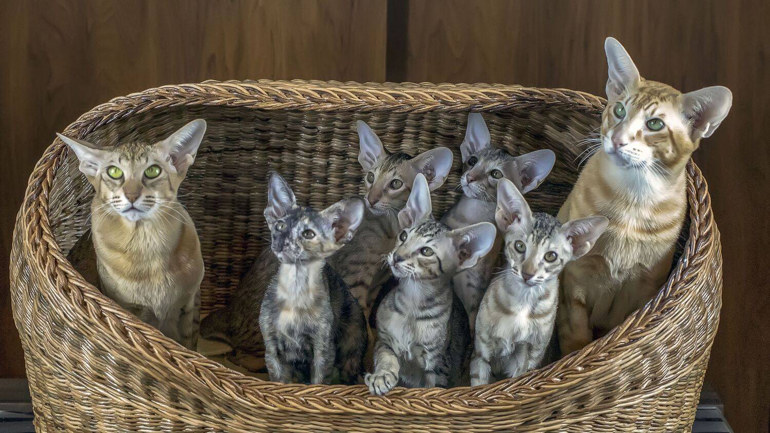 Фотография #13434257