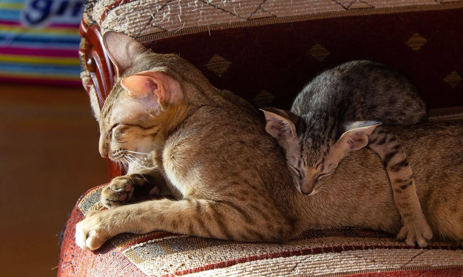 Фотография #13434259