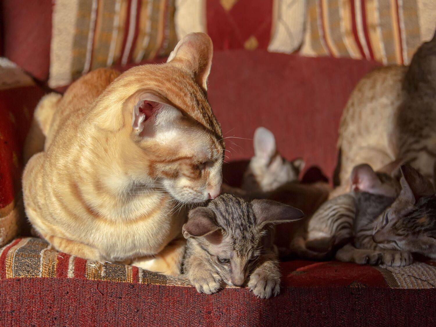 Фотография #13434269