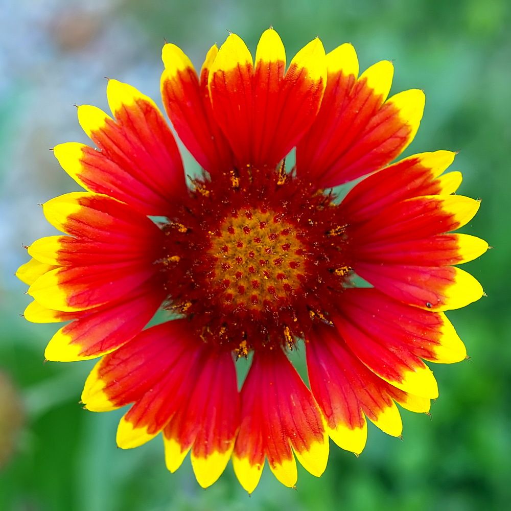 Фотография автора Игорь Чеботарёв