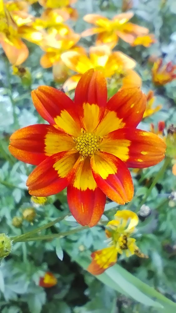 Фотография автора Clarise Joy Evangelista