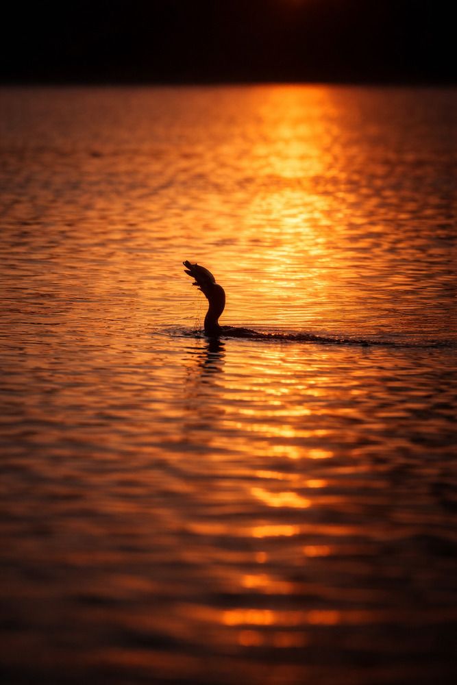 Photograph by PRADIP NANDI