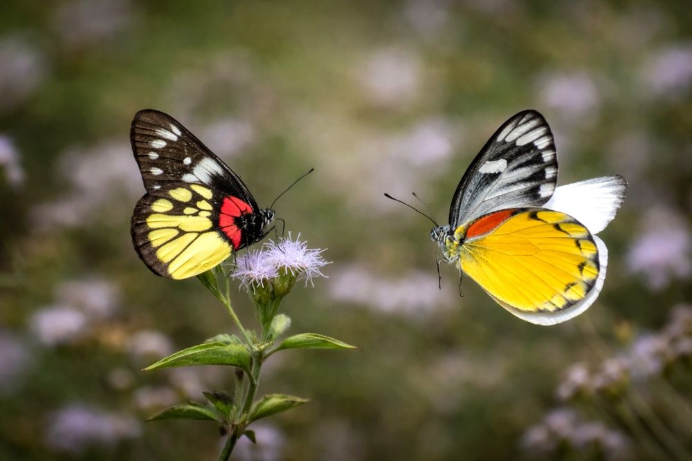 Photograph by PRADIP NANDI