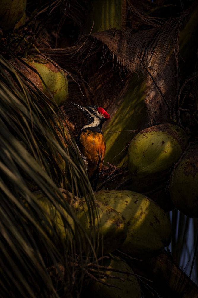 Photograph by PRADIP NANDI