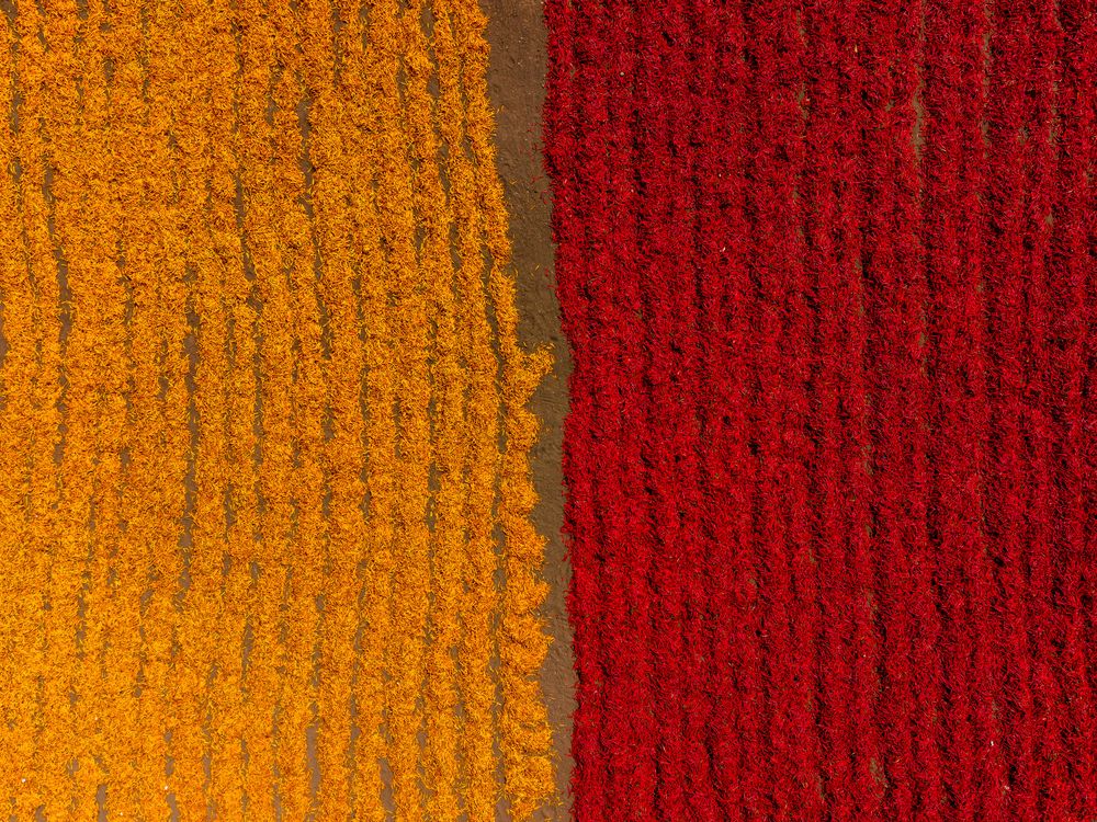 Chilies - Indian Chili farming