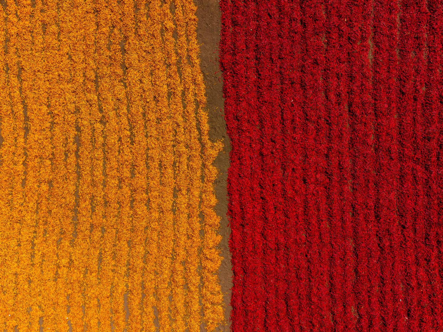 Chilies - Indian Chili farming Chilies - Indian Chili farming