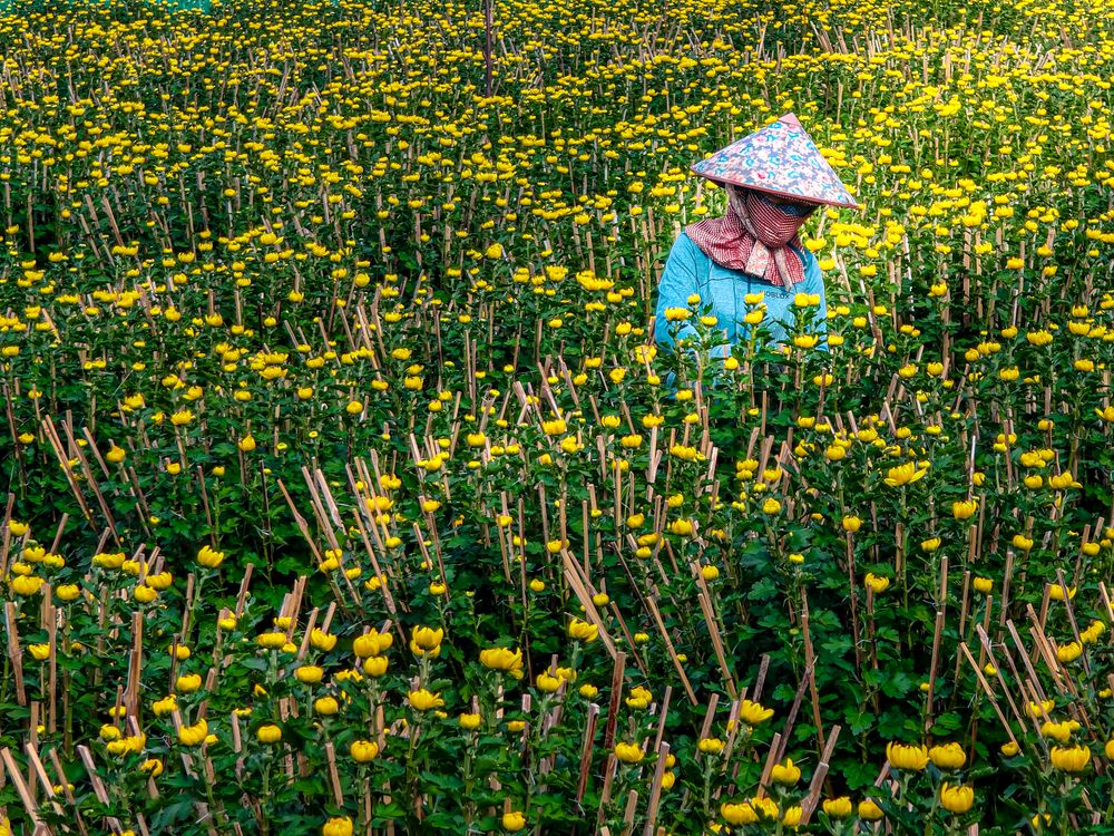 Cham chut tung canh hoa