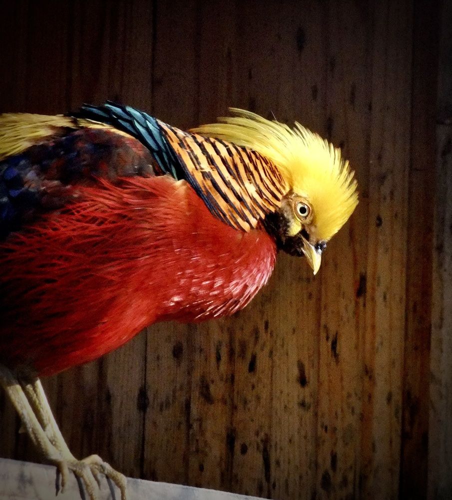 Photograph by Татьяна Шитлина