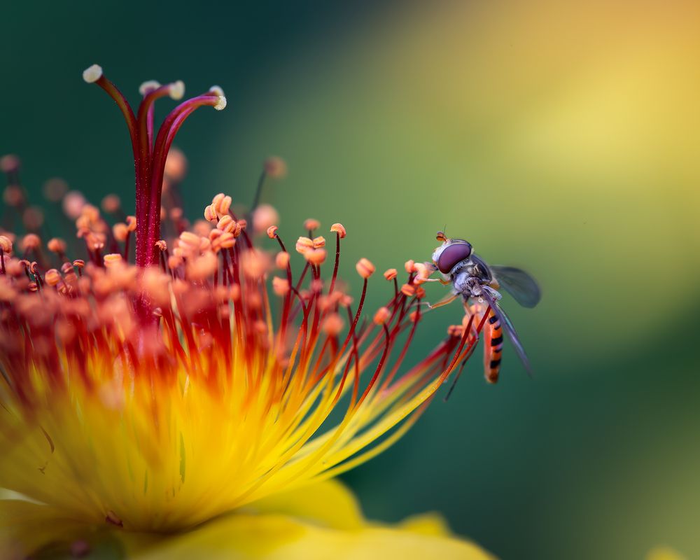 Муха журчалка на зверобое