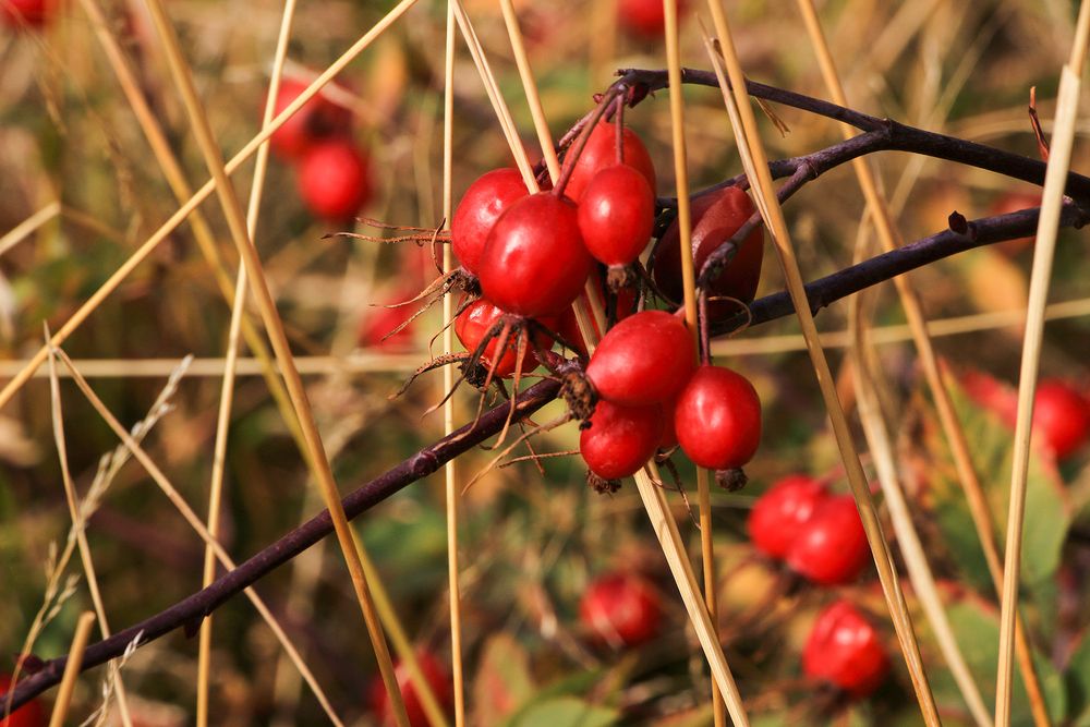 Photograph by Светлана Долотова