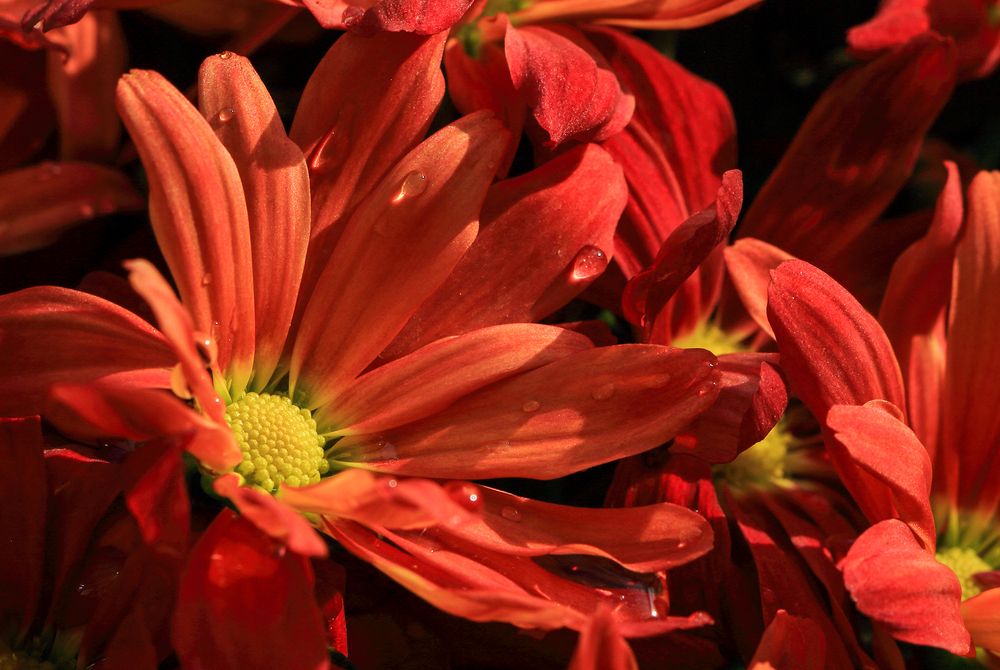 Photograph by Светлана Долотова