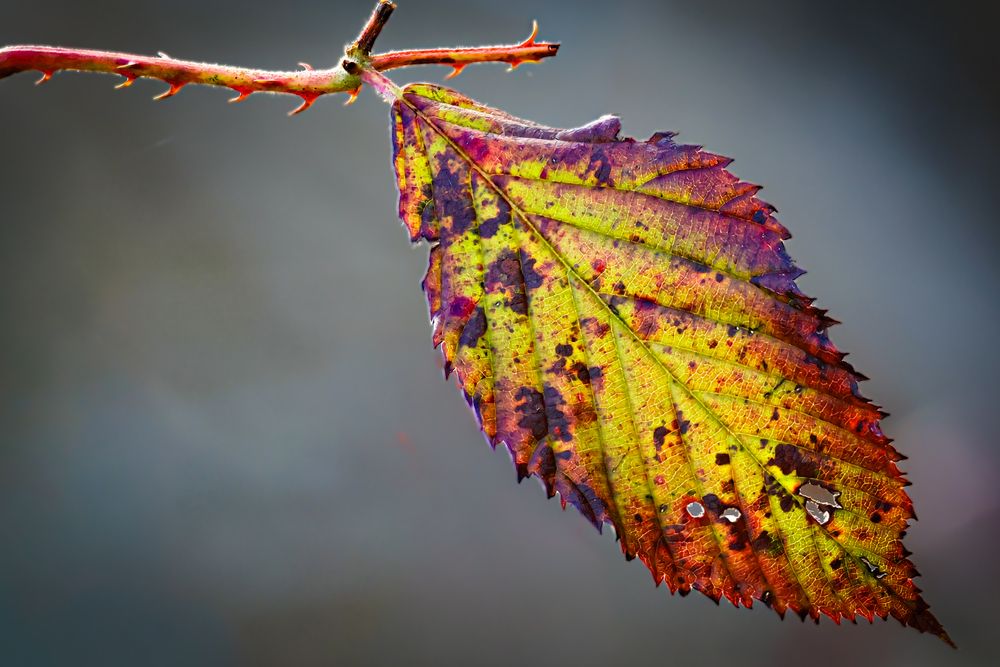 Photograph by Suhas Jadhav