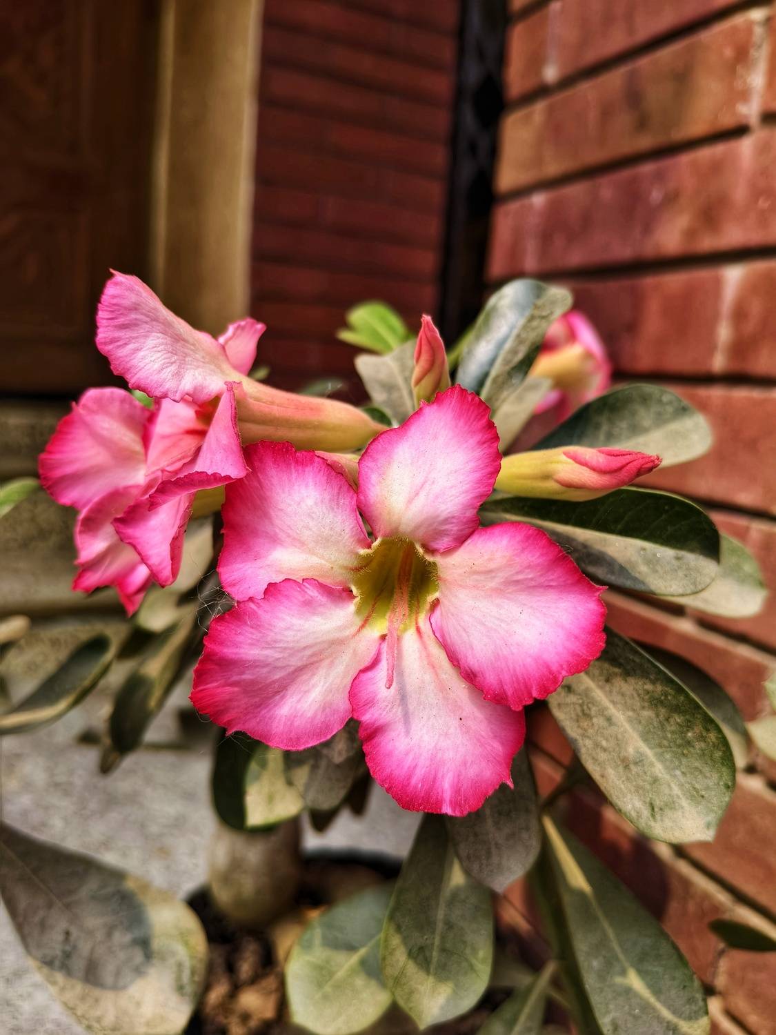 Desert Rose (Adenium obesum)