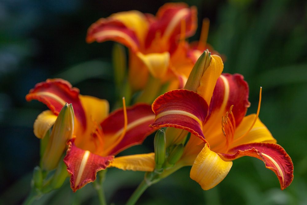 Photograph by Зоя Коптева