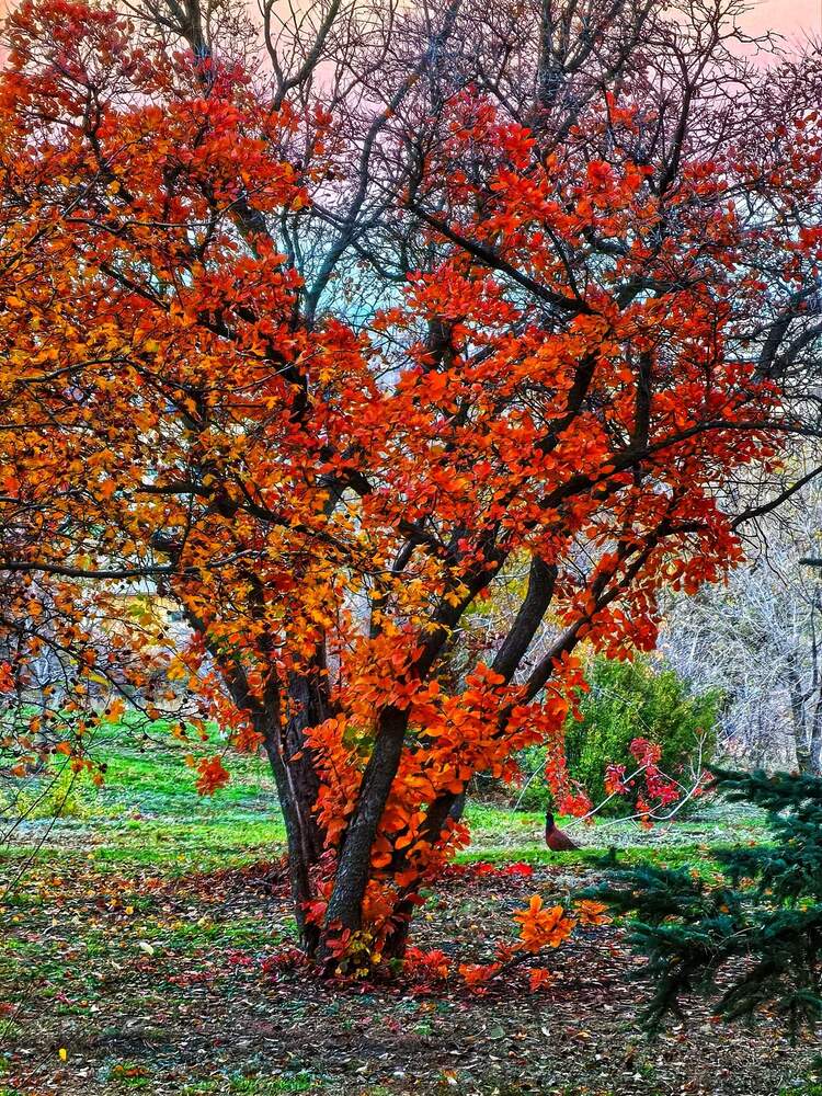 Фотография автора Елена Оборник