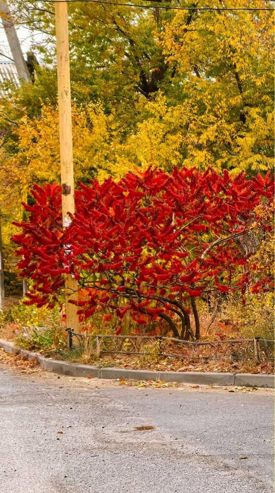 Фотография автора Елена Оборник