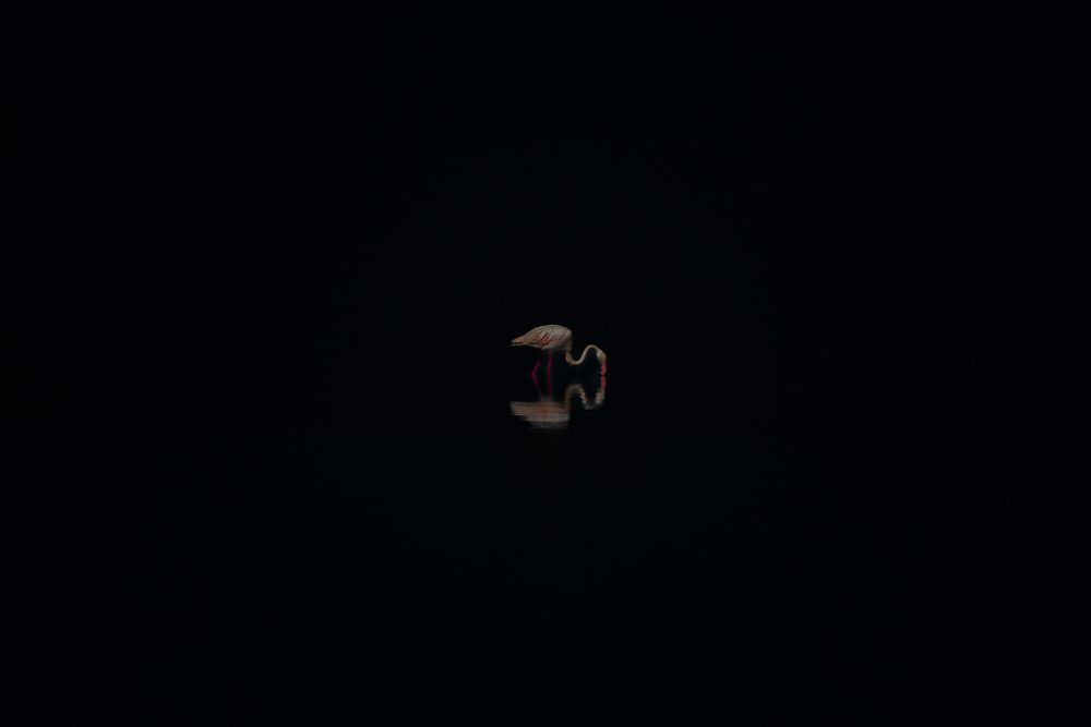 Flamingo