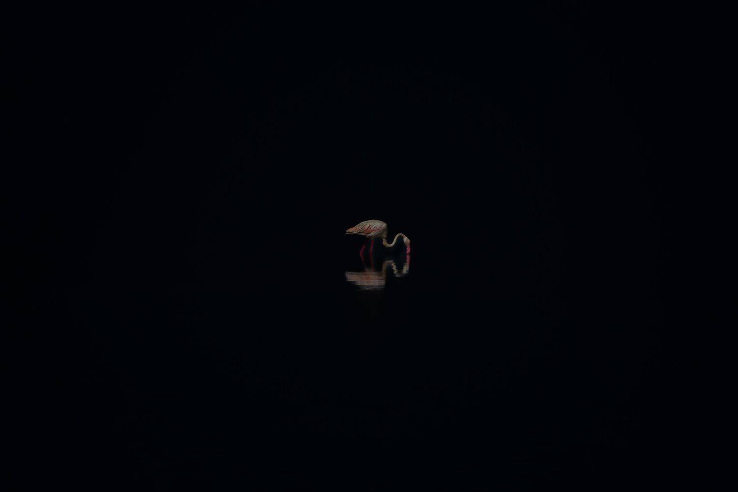 Flamingo