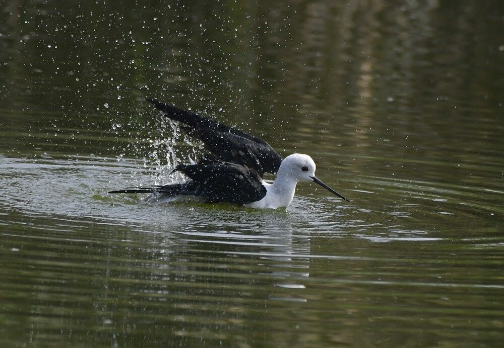 Black Winged Stilt