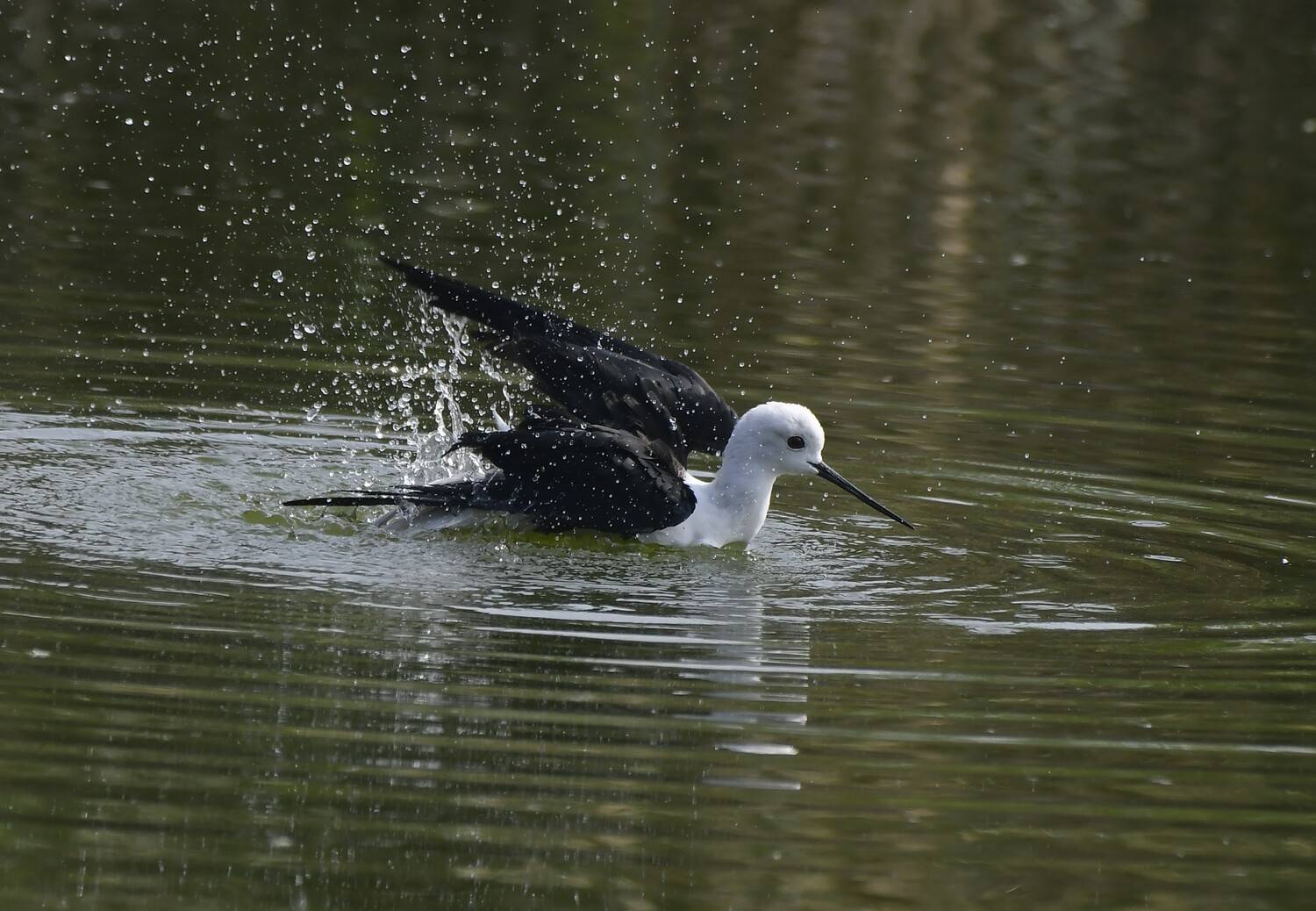 Black Winged Stilt