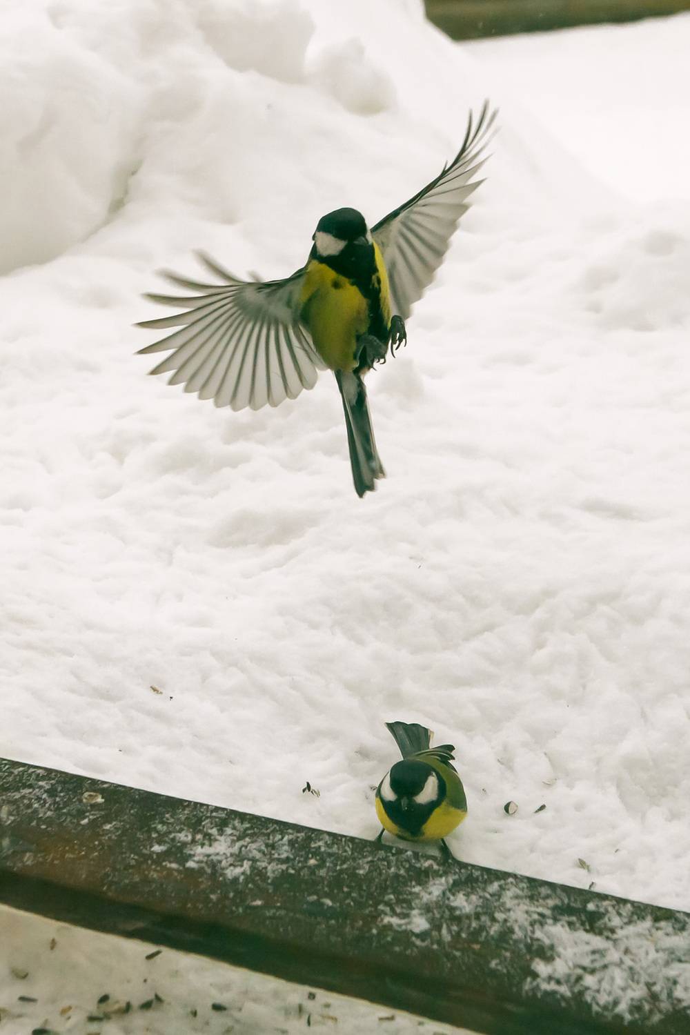 The titmouse is blue and yellow. In winter, she pecks sunflower seeds.A bird in flight. Close-up, Wildlife concept. the animal world. postcard. Space for the text.White background The titmouse is blue and yellow. In winter, she pecks sunflower seeds.A bird in flight. Close-up, Wildlife concept. the animal world. postcard. Space for the text.White background