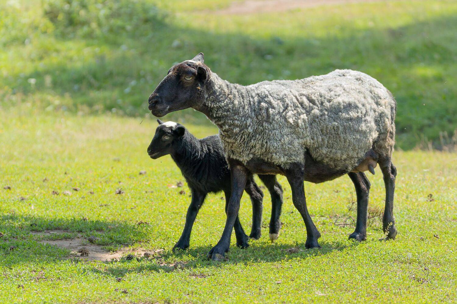 Фотография #13436551