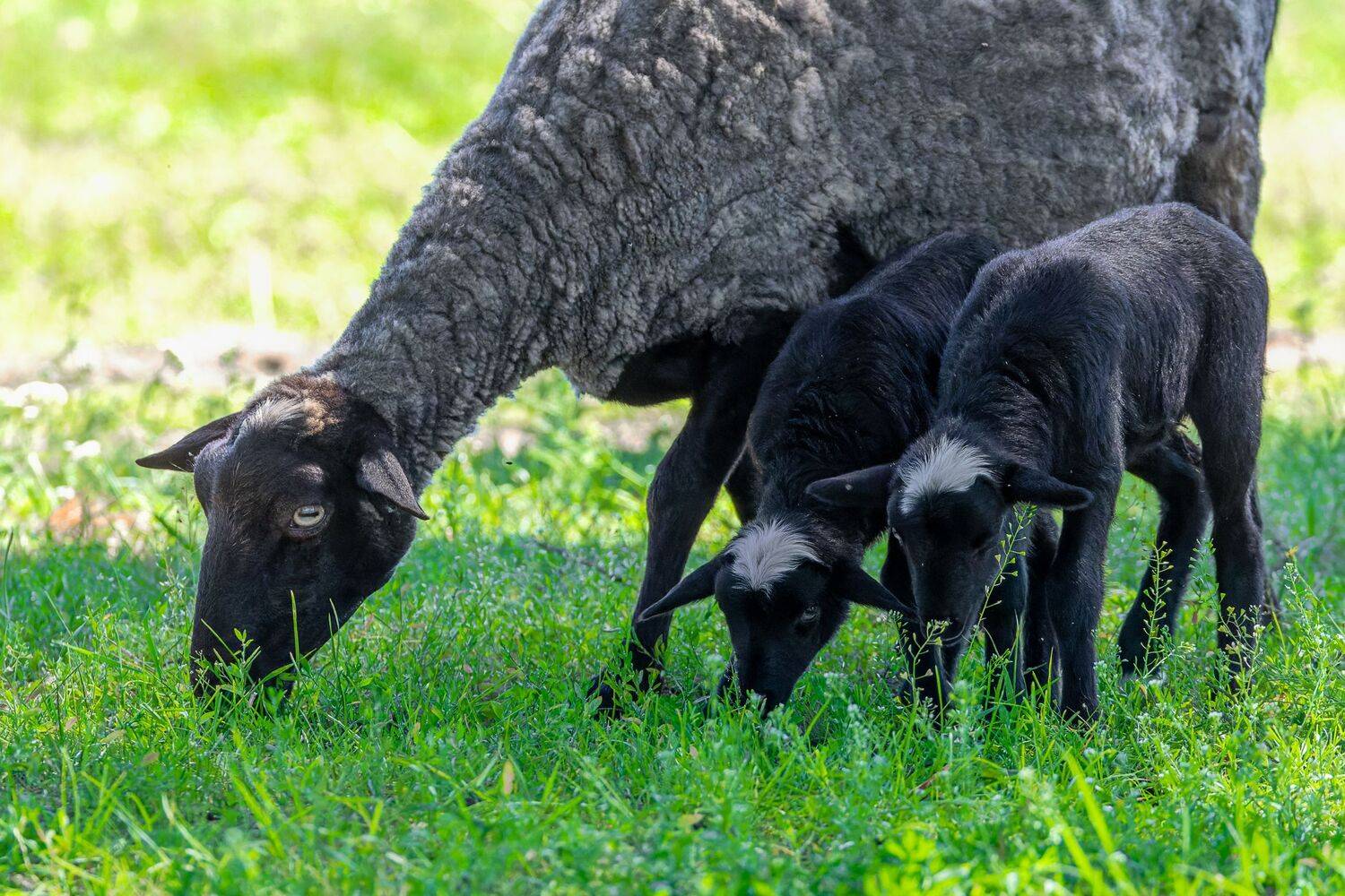 Фотография #13436552