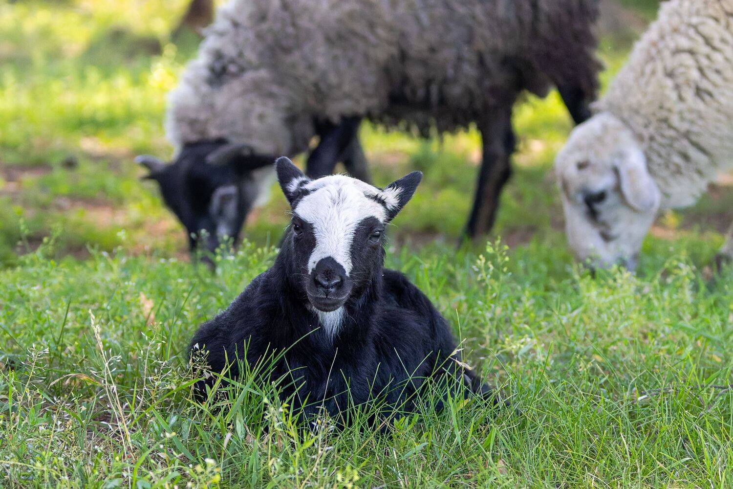 Фотография #13436553