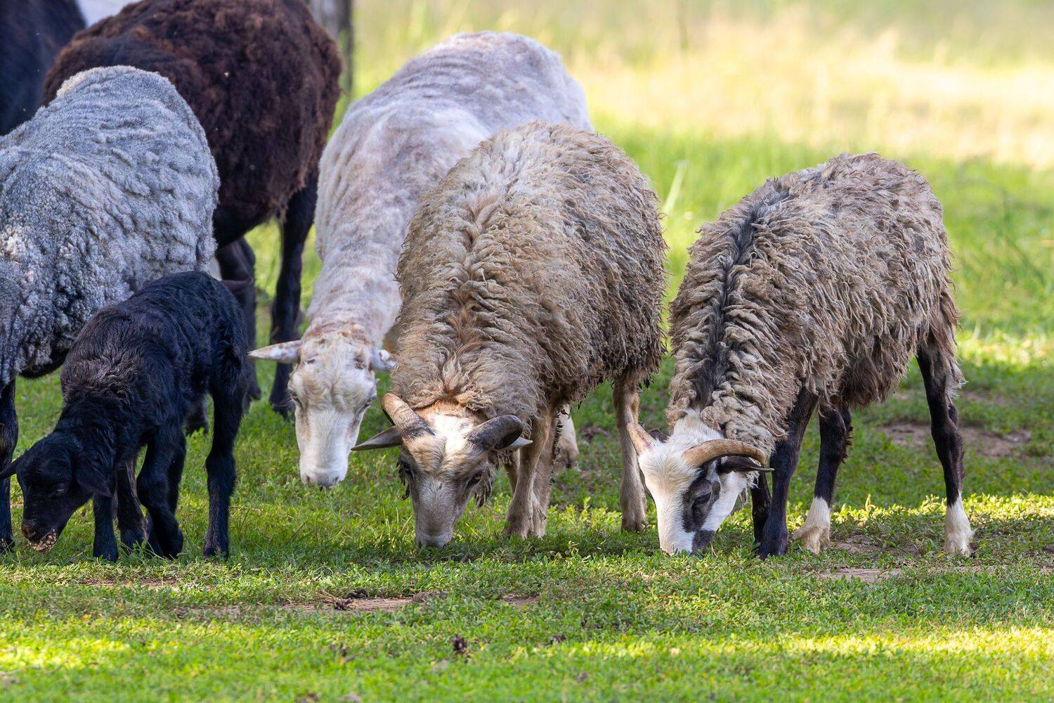 Фотография #13436555