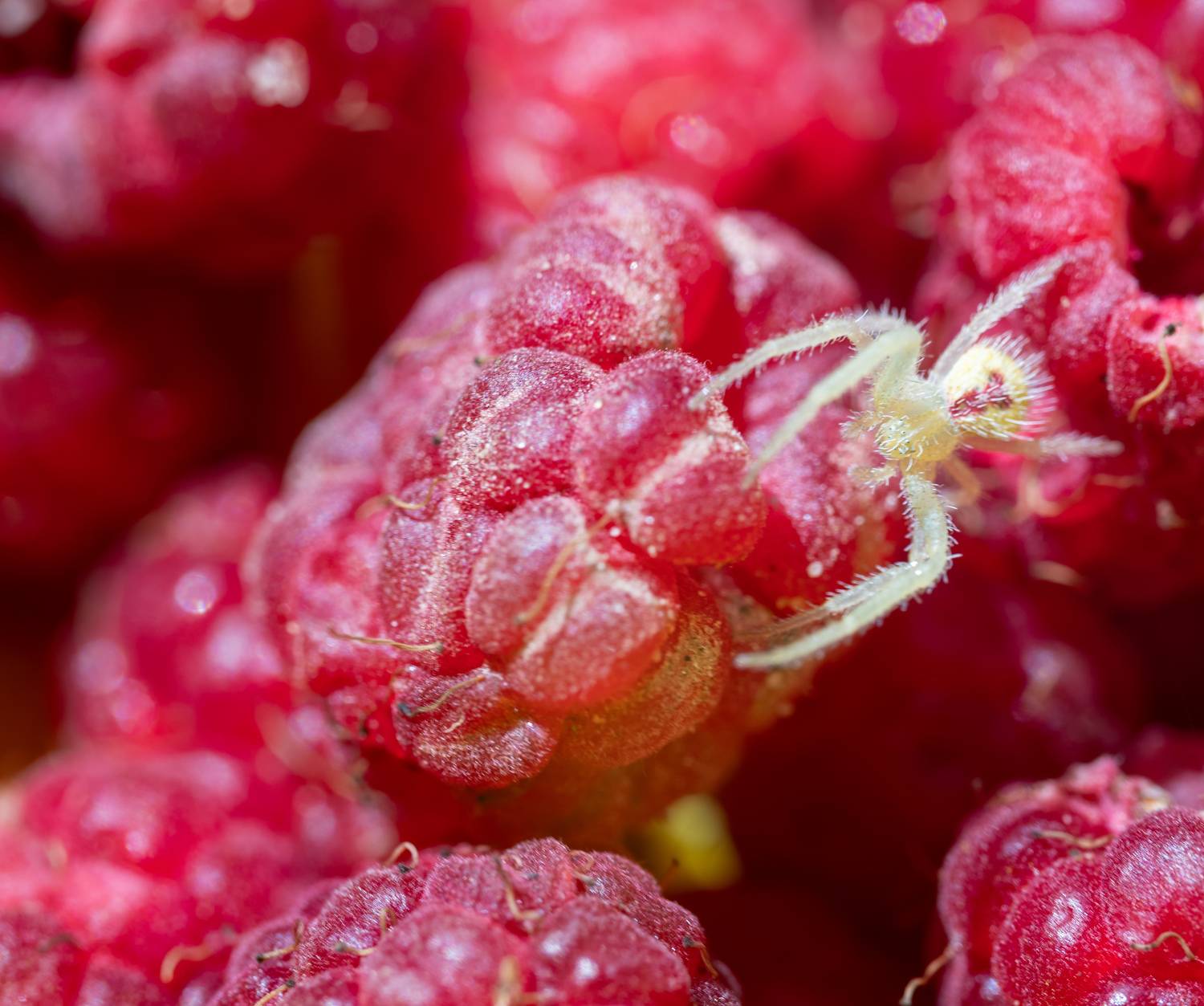 Фотография #13436604