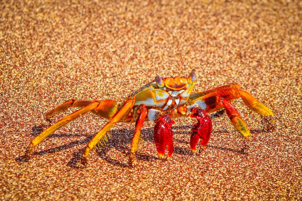 Photograph by Gustavo Zambon Dalbó