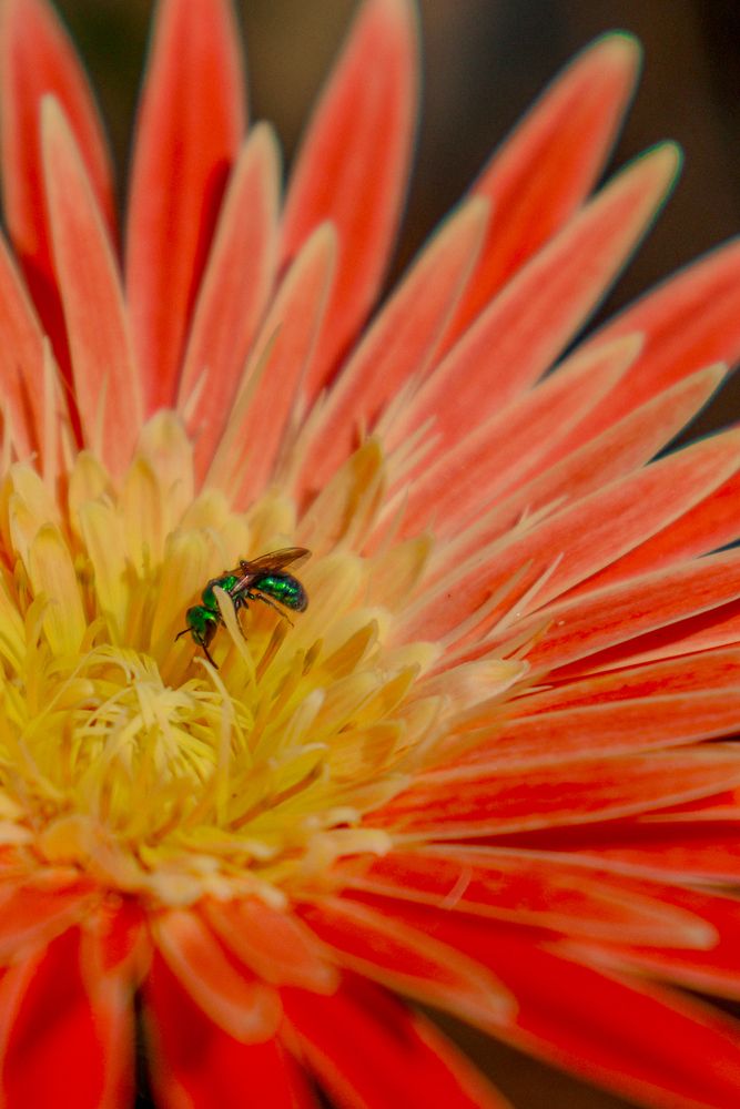 Photograph by Gustavo Zambon Dalbó