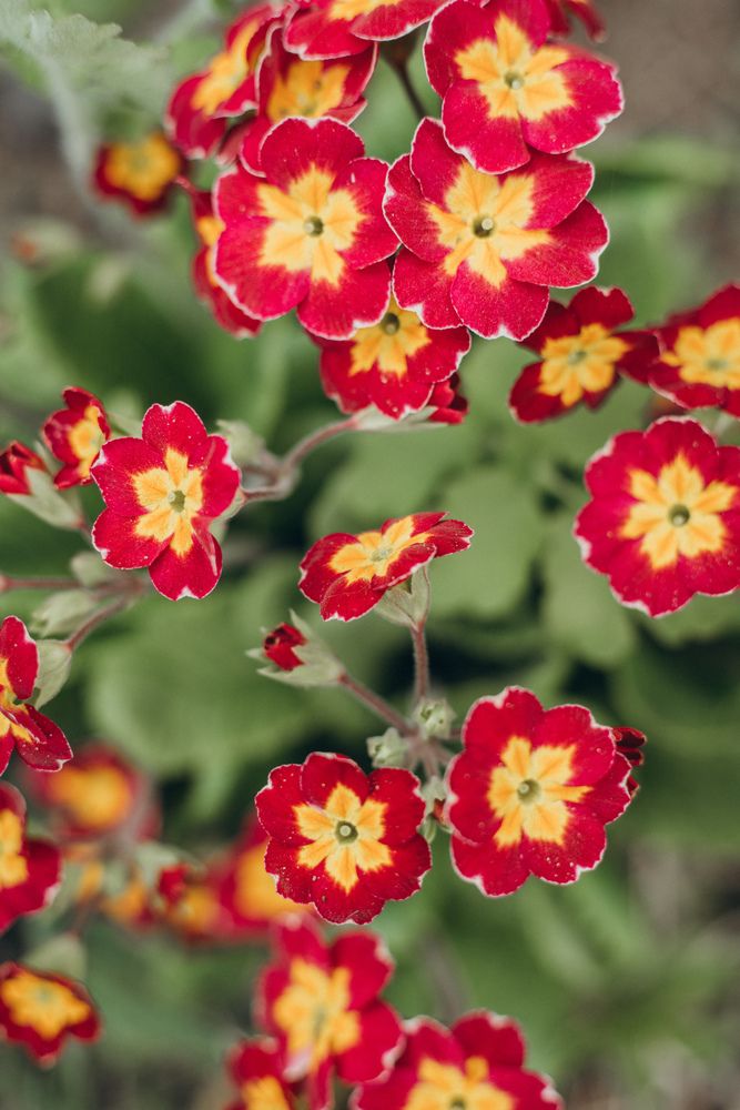 Фотография автора Елена Копылова