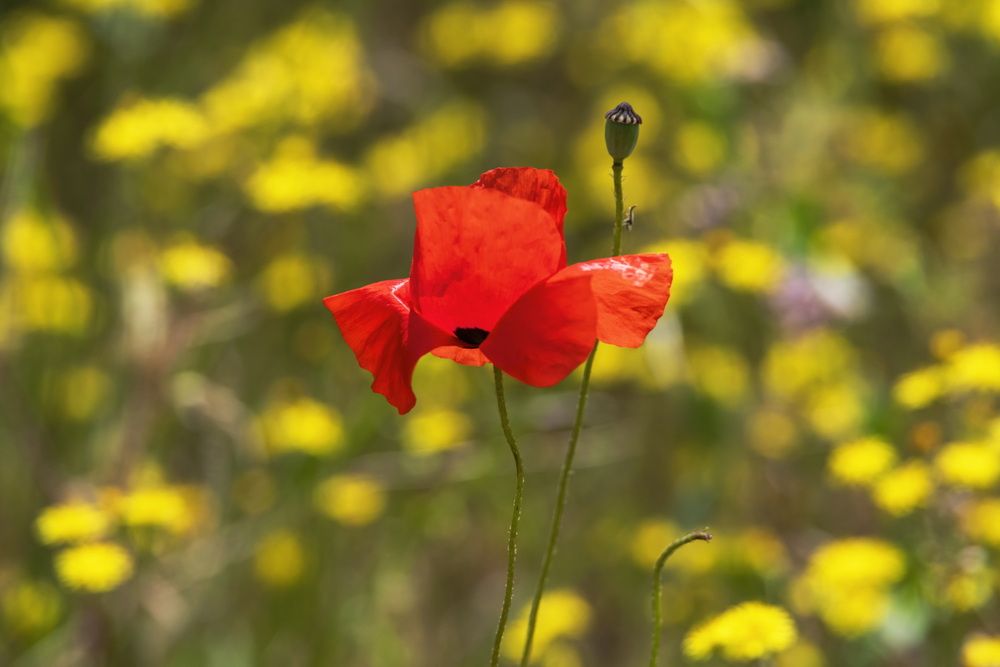 Огонь на солнечном полотне