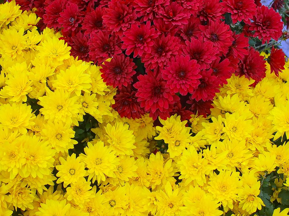 Фотография автора Игорь Чеботарёв